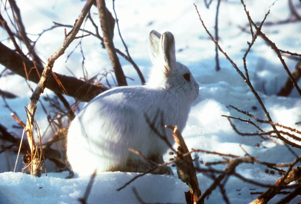 Stf Malmfaeltens Folkhoegskola Kiruna Luaran gambar